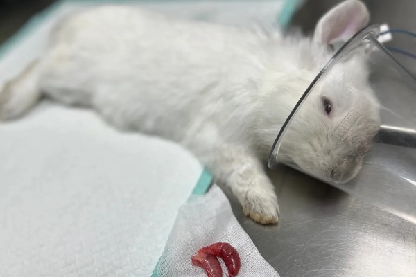 兔子为什么要绝育，发情时性情暴躁且不易管理