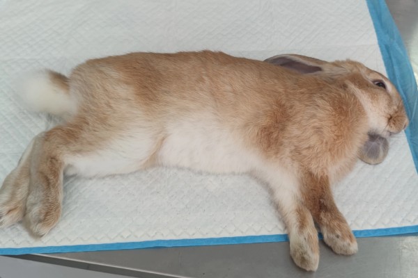 兔子为什么要绝育，发情时性情暴躁且不易管理