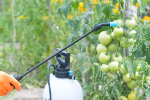 越冬茬蔬菜为什么生长缓慢,主要是根系老化长势弱所致