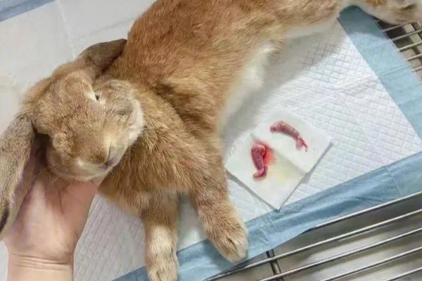 兔子为什么要绝育，发情时性情暴躁且不易管理