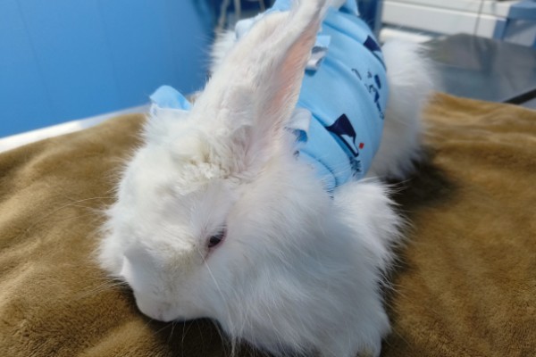 兔子为什么要绝育，发情时性情暴躁且不易管理