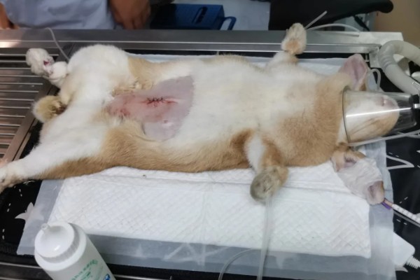 兔子为什么要绝育，发情时性情暴躁且不易管理