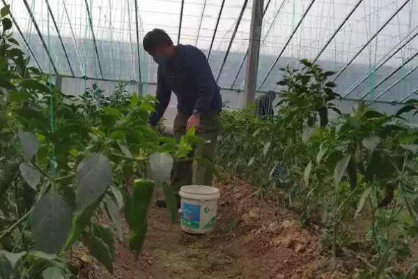 越冬茬蔬菜为什么生长缓慢,主要是根系老化长势弱所致