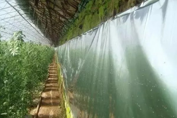 越冬茬蔬菜为什么生长缓慢,主要是根系老化长势弱所致