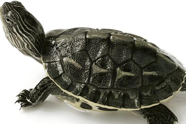 乌龟不吃食是因为什么,可能是温度过低