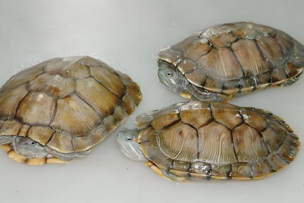 乌龟不吃食是因为什么,可能是温度过低