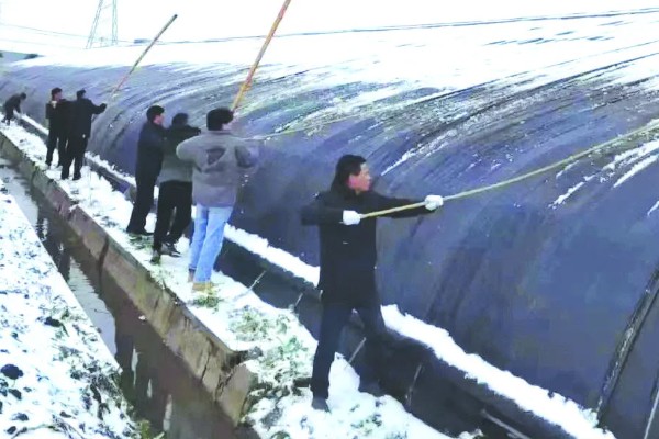 越冬茬蔬菜为什么生长缓慢,主要是根系老化长势弱所致