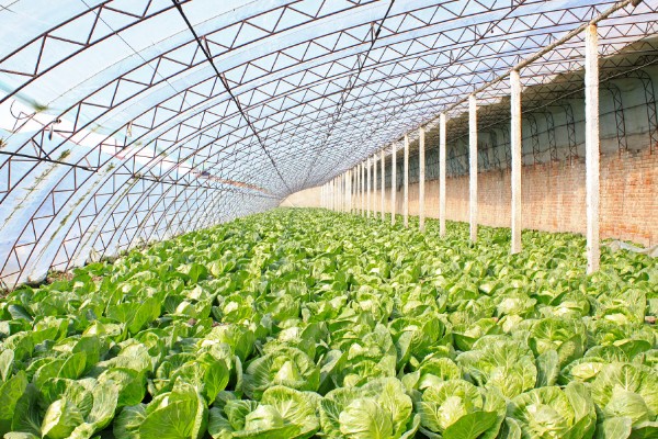 越冬茬蔬菜为什么生长缓慢,主要是根系老化长势弱所致