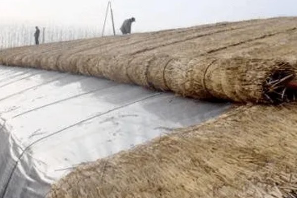 越冬茬蔬菜为什么生长缓慢,主要是根系老化长势弱所致