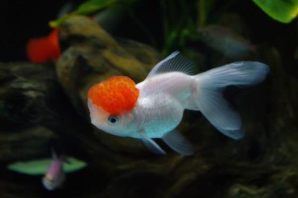 鹤顶红金鱼的简介,头部长有高耸的红色肉瘤