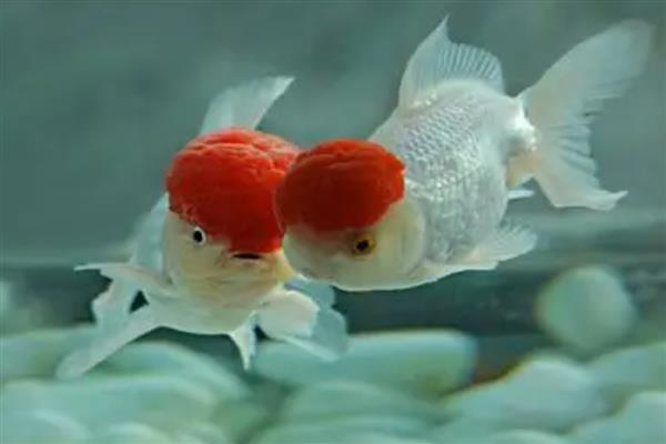 鹤顶红金鱼的简介,头部长有高耸的红色肉瘤