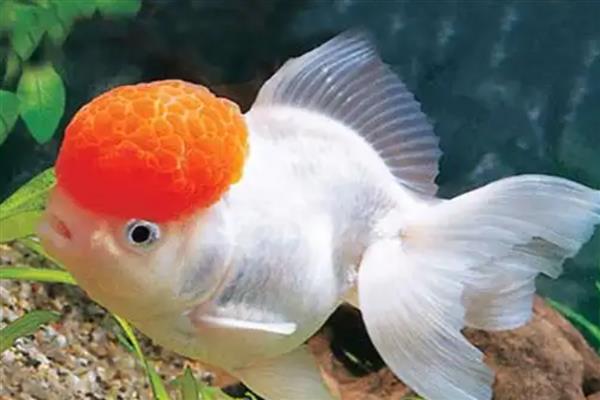 鹤顶红金鱼的简介,头部长有高耸的红色肉瘤