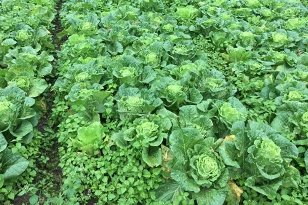 娃娃菜与大白菜有何区别，外形、颜色、口感等方面都不同