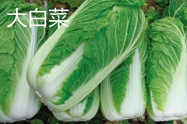 娃娃菜与大白菜有何区别，外形、颜色、口感等方面都不同