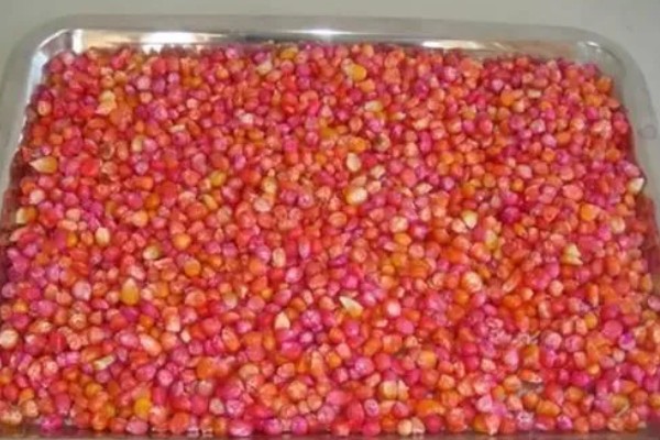 对作物种子包衣有什么好处，能起到防治苗期病虫害等作用