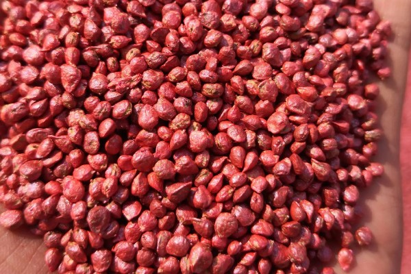 对作物种子包衣有什么好处，能起到防治苗期病虫害等作用