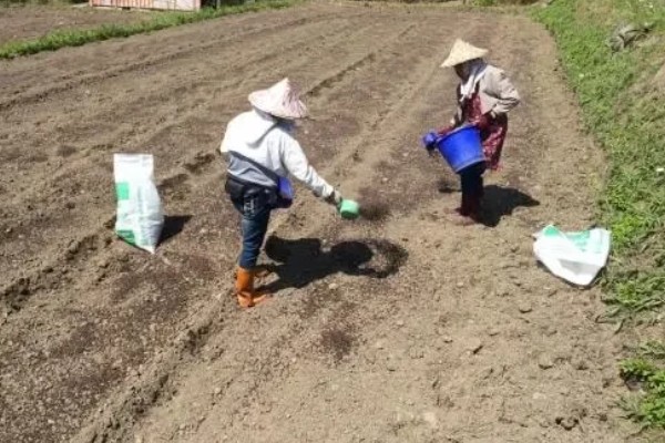对作物种子包衣有什么好处，能起到防治苗期病虫害等作用