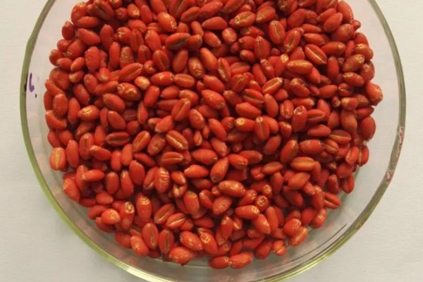 对作物种子包衣有什么好处，能起到防治苗期病虫害等作用