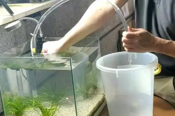 鱼缸水变黄了如何处理，最好的办法就是换水