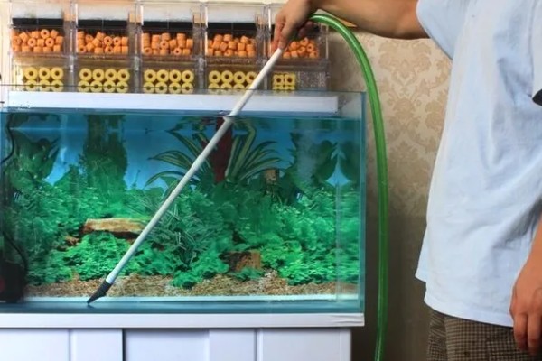 鱼缸水变黄了如何处理，最好的办法就是换水