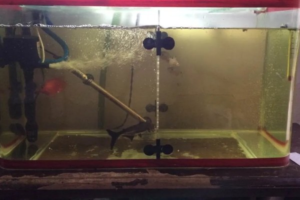 鱼缸水变黄了如何处理，最好的办法就是换水