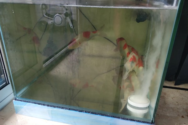 鱼缸水变黄了如何处理，最好的办法就是换水