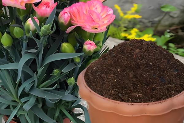 康乃馨枝干枯了怎么办,缺光时转移到向阳处会恢复生长