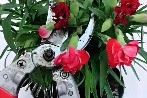 康乃馨枝干枯了怎么办,缺光时转移到向阳处会恢复生长