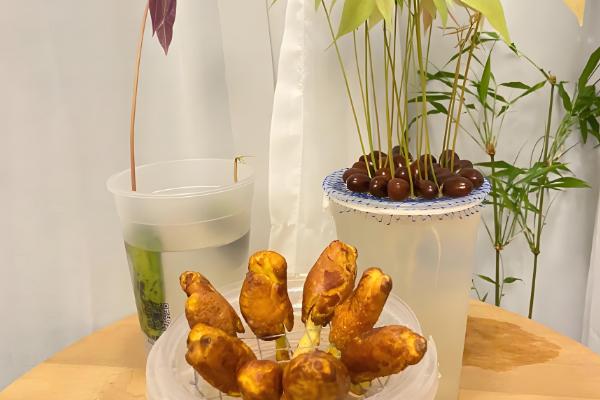 榴莲核怎么栽培,浸种催芽后再播种