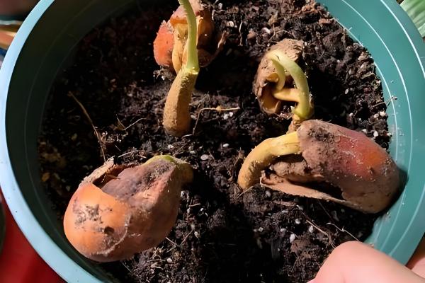 榴莲核怎么栽培,浸种催芽后再播种