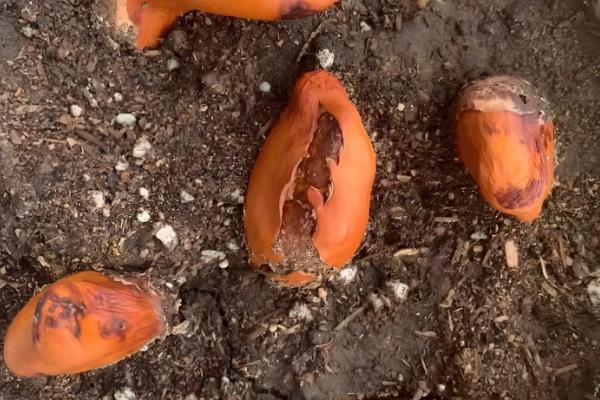 榴莲核怎么栽培,浸种催芽后再播种