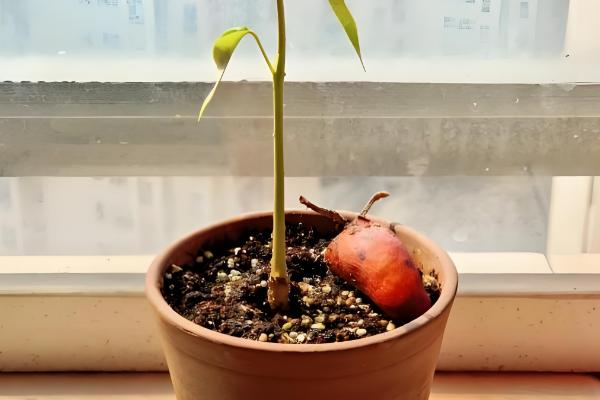 榴莲核怎么栽培,浸种催芽后再播种