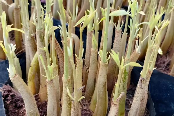 榴莲核怎么栽培,浸种催芽后再播种