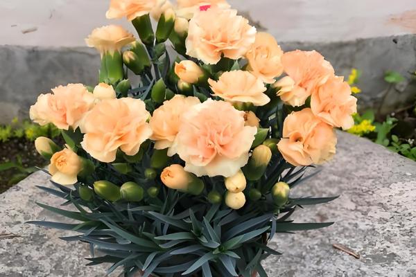 康乃馨枝干枯了怎么办,缺光时转移到向阳处会恢复生长