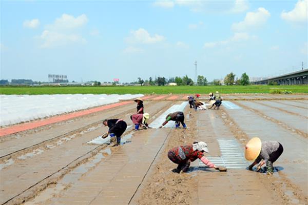 水稻的春播植保技术，首先要选择抗病良种