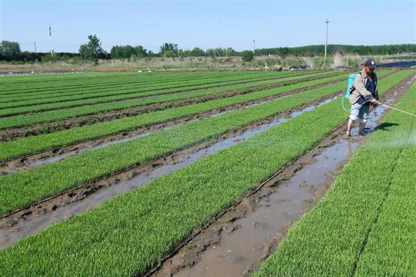 水稻的春播植保技术，首先要选择抗病良种