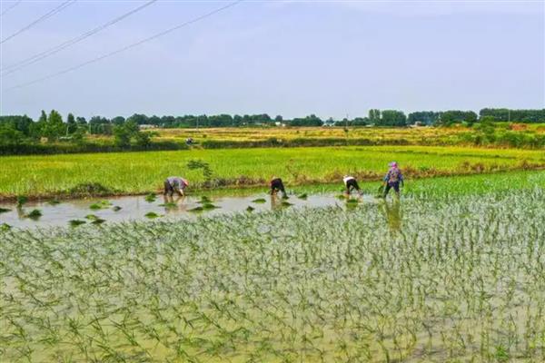 水稻的春播植保技术，首先要选择抗病良种