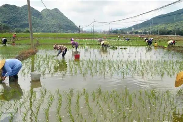 水稻的春播植保技术，首先要选择抗病良种