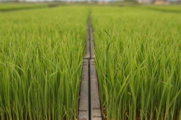 水稻的春播植保技术，首先要选择抗病良种