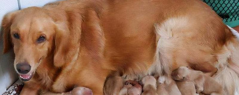 狗狗子宫蓄脓常见的诱发原因，可能是微生物感染所致