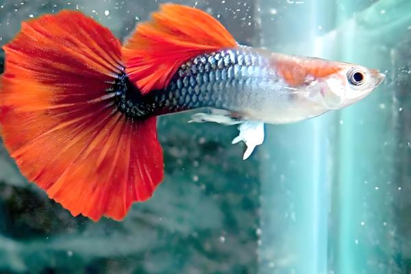 新手养什么鱼好，适合新手养的是孔雀鱼