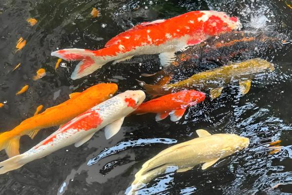 新手养什么鱼好，适合新手养的是孔雀鱼