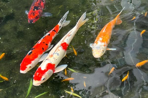 新手养什么鱼好，适合新手养的是孔雀鱼