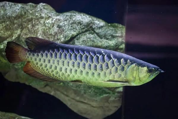 新手养什么鱼好，适合新手养的是孔雀鱼