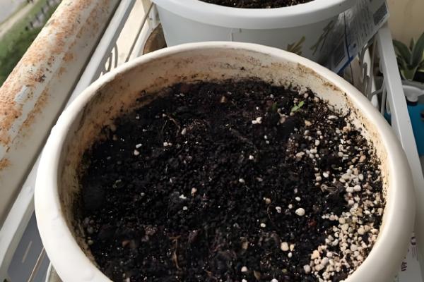 如何给藤本月季花盆栽换盆，选择在每年的春天进行