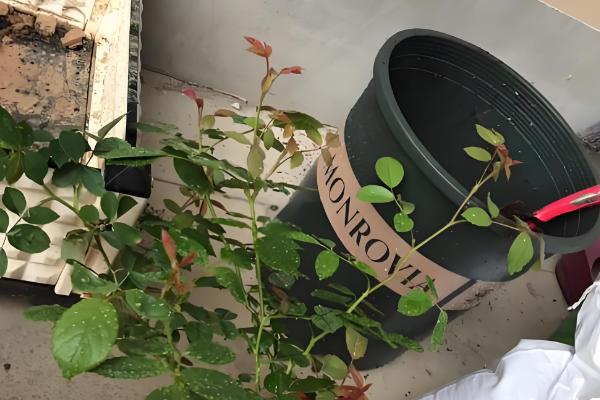 如何给藤本月季花盆栽换盆，选择在每年的春天进行