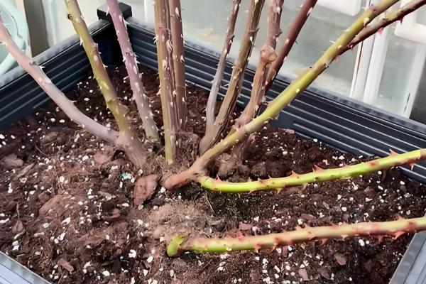 如何给藤本月季花盆栽换盆，选择在每年的春天进行