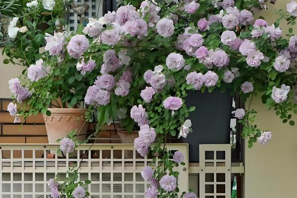 如何给藤本月季花盆栽换盆，选择在每年的春天进行