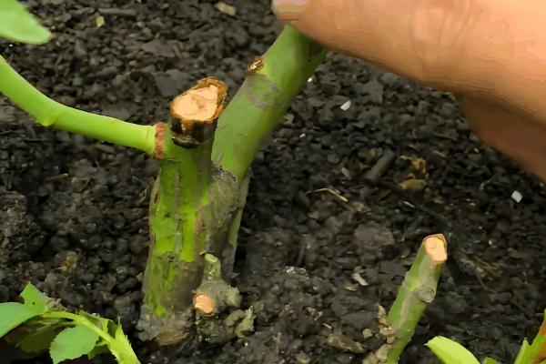 如何给藤本月季花盆栽换盆，选择在每年的春天进行
