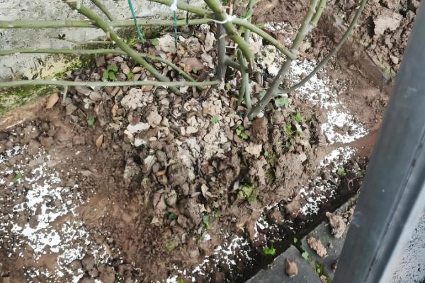 如何给藤本月季花盆栽换盆，选择在每年的春天进行